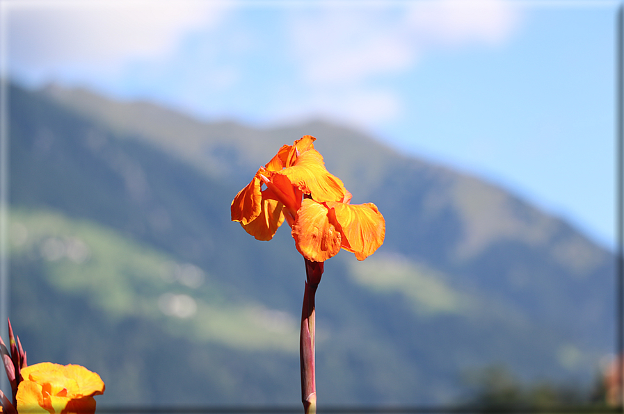 foto Giardini Trauttmansdorff - Boschi del Mondo